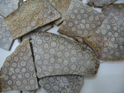 FIGURE 6, Indonesian Fossil Coral Slabs